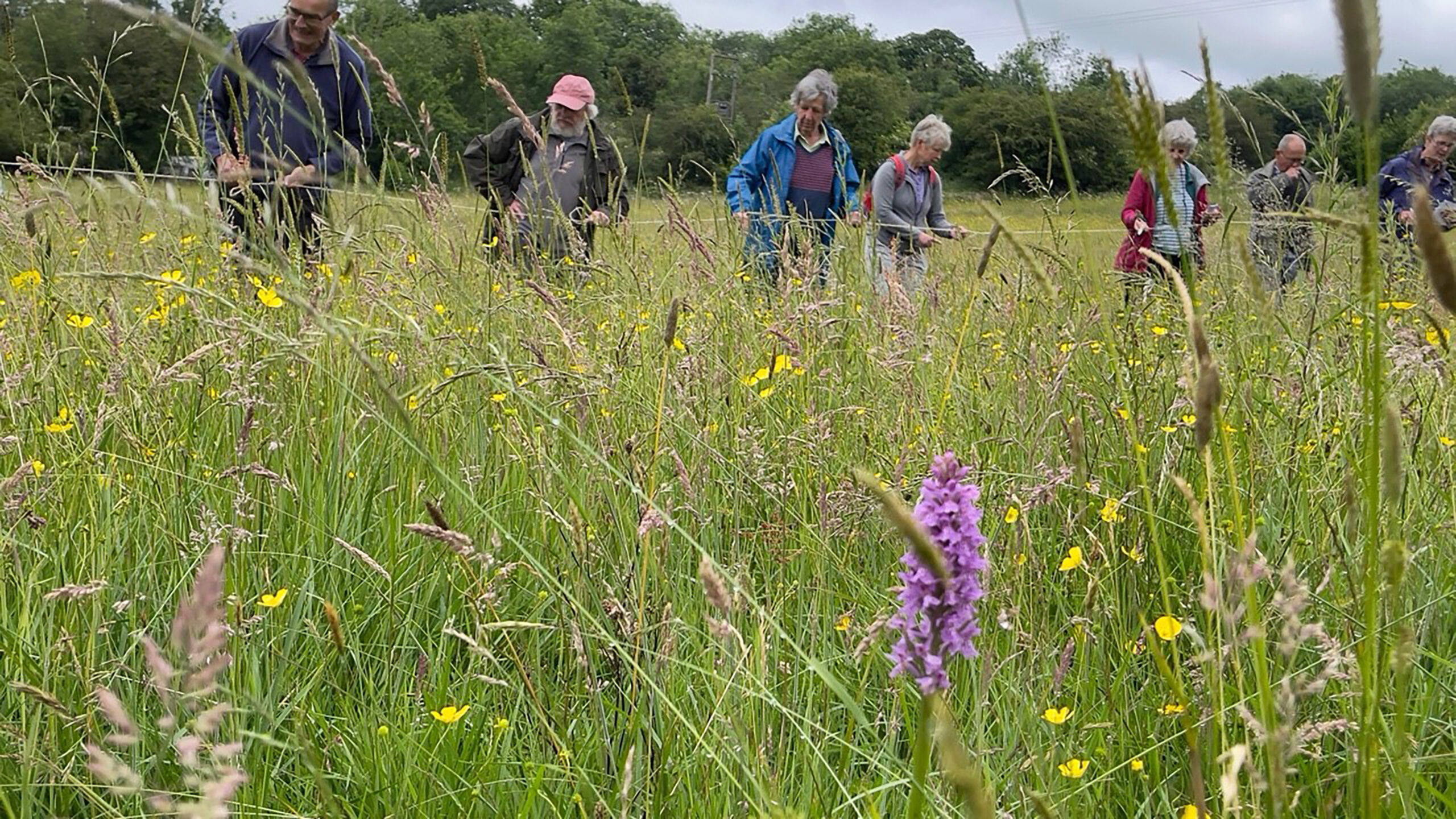 In the foreground there are pink and purple orchids in a field. In the background we can see citizen scientist volunteers couting them.